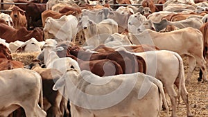 Cattle Cow Livestock in Sale Yard Pens - Pan