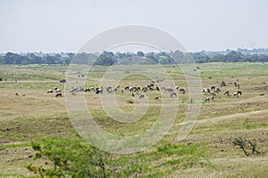 Cattle Cows Buffaloes in the Grassland