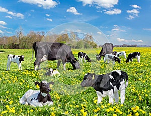 Cattle of cows and calves in dutch flower meadow photo