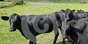 Cattle Cows and Calves eating grass in a field at farm in UK
