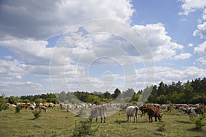 Cattle cows and calves graze in the grass. Free keeping of cattle. Blue sky with clouds.