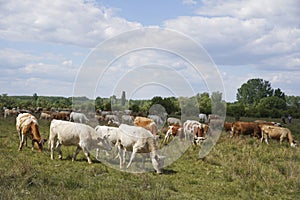 Cattle cows and calves graze in the grass. keeping cattle under the open sky. Blue sky with clouds.