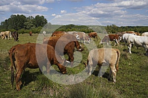 Cattle cows and calves graze in the grass. keeping cattle under the open sky. Blue sky with clouds.