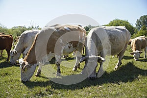 Cattle cows and calves graze in the grass. keeping cattle under the open sky. Blue sky with clouds.