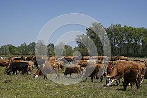 Cattle cows and calves graze in the grass. keeping cattle under the open sky. Blue sky with clouds. Europe Hungary