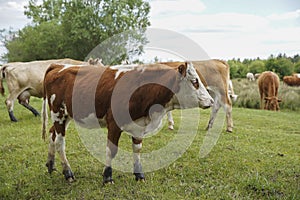 Cattle cows graze in the grass on a farm. Keeping cattle outdoors. Cattle-breeding. Blue sky with clouds.