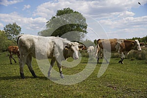 Cattle cows graze in the grass on a farm. Keeping cattle outdoors. Cattle-breeding. Blue sky with clouds.