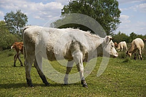 Cattle cows graze in the grass on a farm. Keeping cattle outdoors. Cattle-breeding. Blue sky with clouds. Europe Hungary