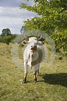 Cattle cows graze in the meadow and eat the leaves of the tree. Keeping cattle outdoors. Cattle-breeding.