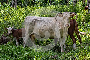 Cattle, or cows, are the most common type of large domesticated ungulates photo