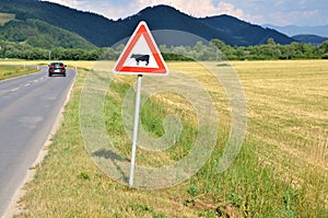 Cattle crossing traffic sign between meadow and road. Car pass by