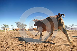 Cattle Crush Australia