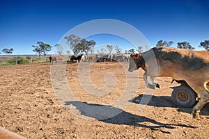 Cattle Crush Australia