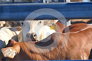 Cattle Crush Australia