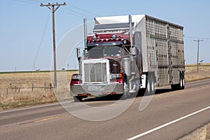 Cattle delivery photo