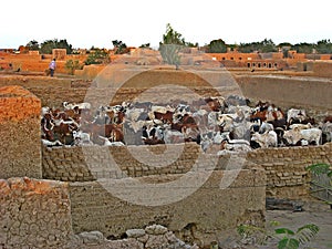 Cattle in Djenne, Mali