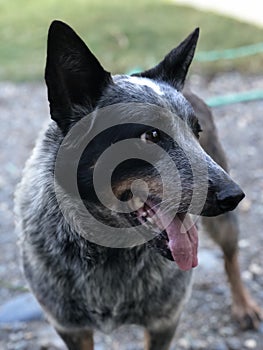 Cattle dog