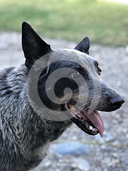 Cattle dog