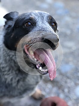 Cattle dog