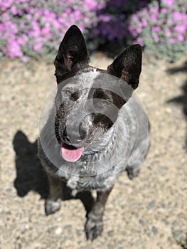 Cattle dog