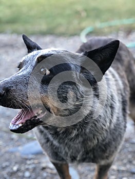 Cattle dog