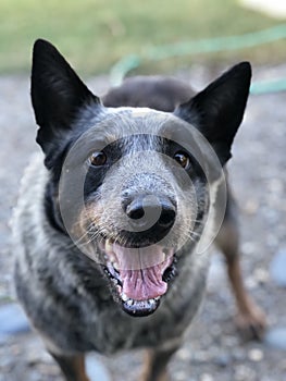 Cattle dog