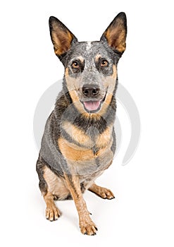 Cattle Dog Missing Leg Isolated on White