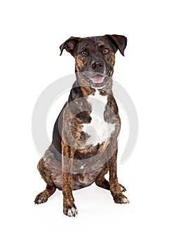 Cattle Dog Mixed Breed Sitting