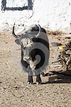 Cattle Domestic hairy Yak in The Tibet Autonomous Region
