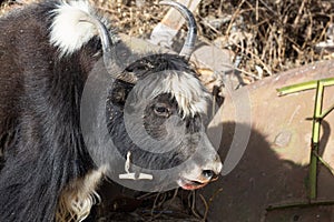 Cattle Domestic hairy Yak in The Tibet Autonomous Region