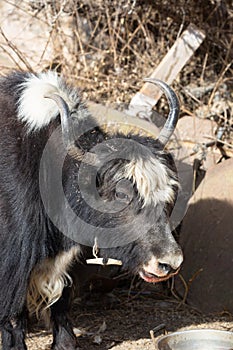 Cattle Domestic hairy Yak in The Tibet Autonomous Region