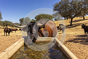 Cattle drinking fresh water at farmland countryside landscape, in Alentejo tourist region, Portugal