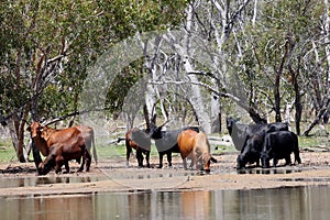 Cattle drinking at water hole