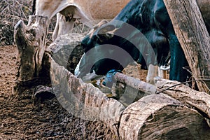 Cattle drinking water from wooden bowl under sunlight