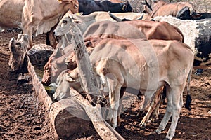 Cattle drinking water from wooden bowl under sunlight