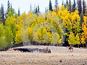 Cattle Drive