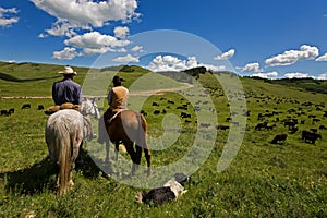 Cattle drive photo