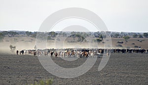 Cattle drive