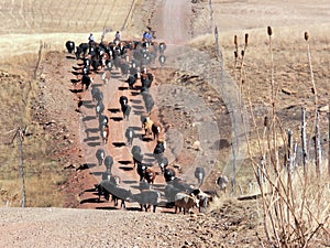 Cattle drive along a mountain road