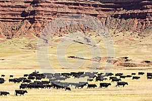 Cattle Drive photo