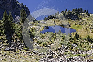 Cattle drive around a small mountain lake