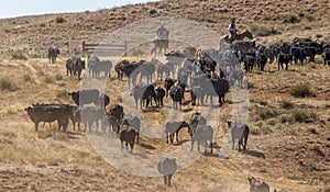 Cattle drive near the Hole-in-the-Wall country of Wyoming. photo