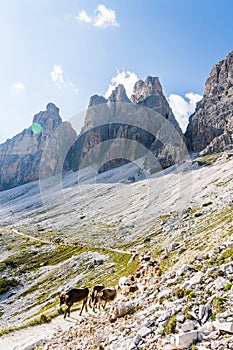 Cattle drive in the Dolomites in the Italian Alps on a sunny afternoon with three peaks in the background