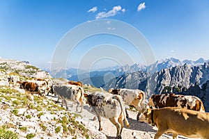 Cattle drive in the Dolomites in the Italian Alps on a sunny afternoon