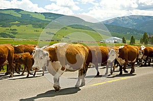 Cattle drive down middle of road.