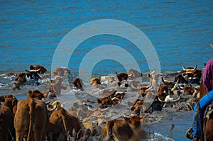 Cattle Drive Heading into the River