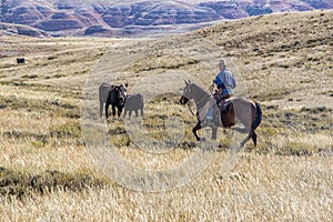 Cattle drive at the Hole-in-the-Wall country of Wyoming.