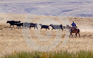 Cattle drive at the Hole-in-the-Wall country of Wyoming.