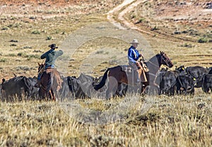 Cattle drive at the Hole-in-the-Wall country of Wyoming. photo