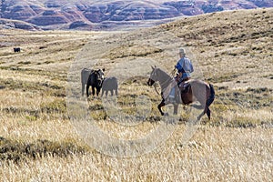Cattle drive at the Hole-in-the-Wall country of Wyoming. photo